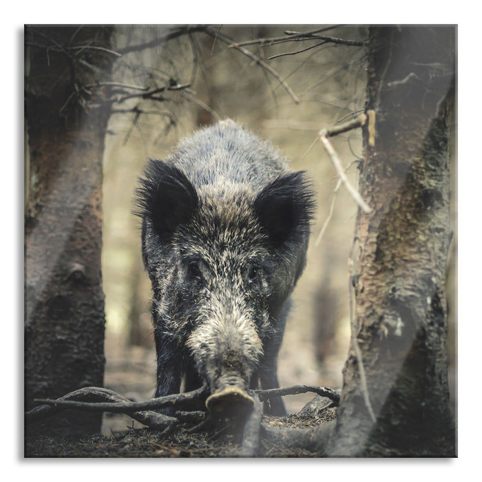 Pixxprint Nahaufnahme Wildschwein im Wald, Glasbild Quadratisch