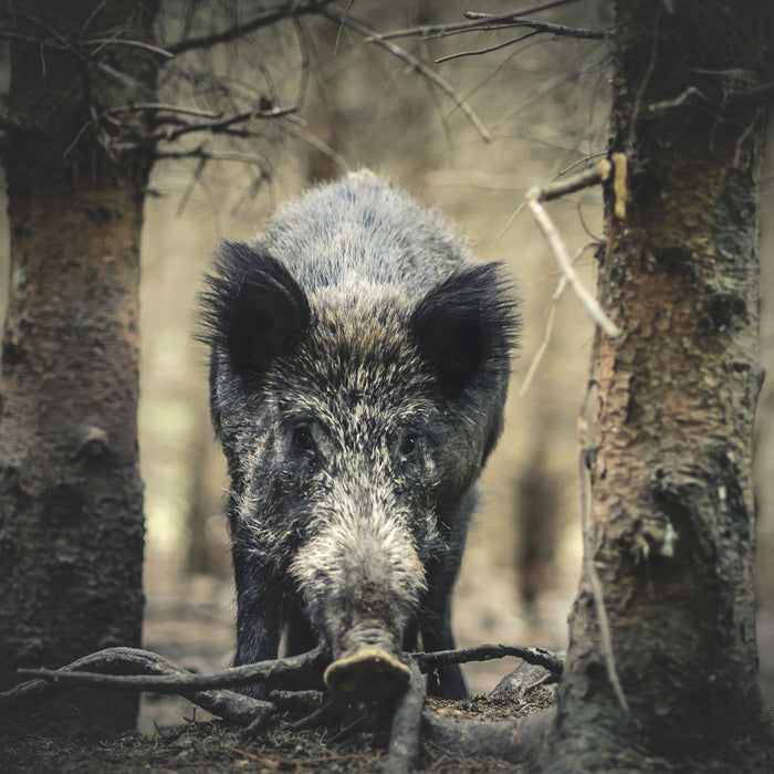 Nahaufnahme Wildschwein im Wald, Glasbild Quadratisch