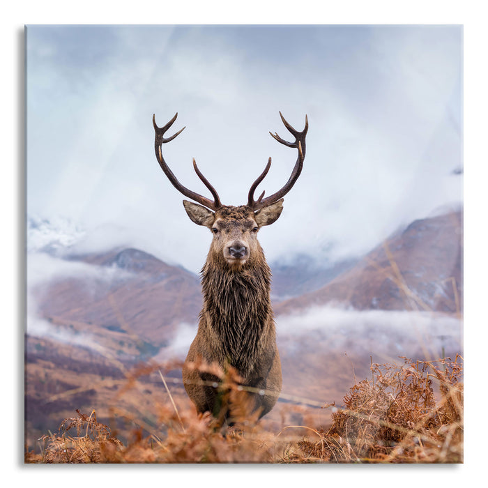 Pixxprint Majestätischer Hirsch in Berglandschaft, Glasbild Quadratisch