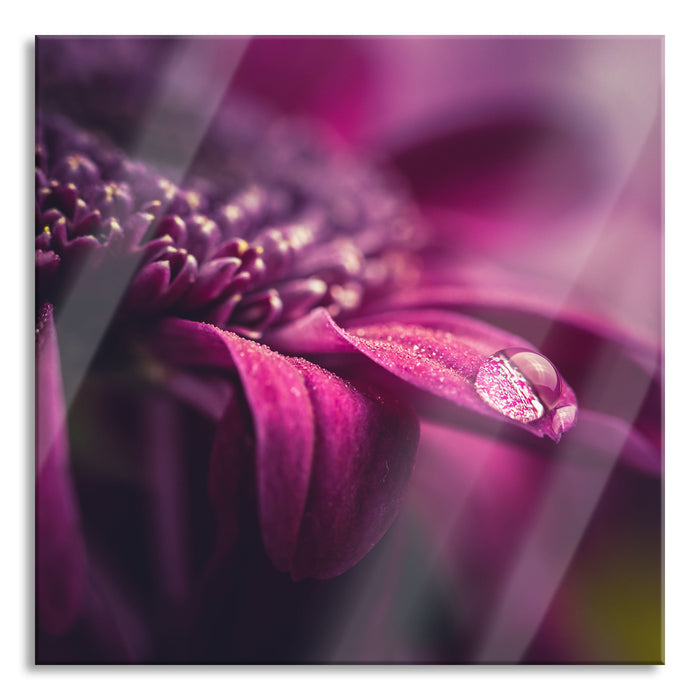 Nahaufnahme Tropfen auf lila Blume, Glasbild Quadratisch