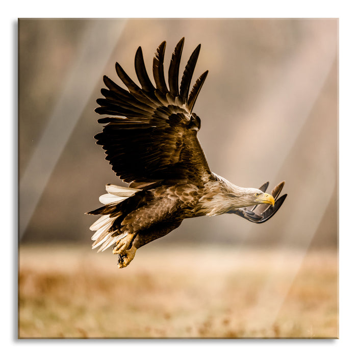 Pixxprint Nahaufnahme Adler bei der Jagd, Glasbild Quadratisch