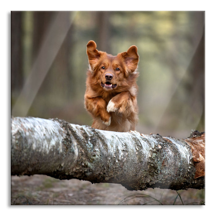 Pixxprint Hund springt über Baumstamm im Wald, Glasbild Quadratisch