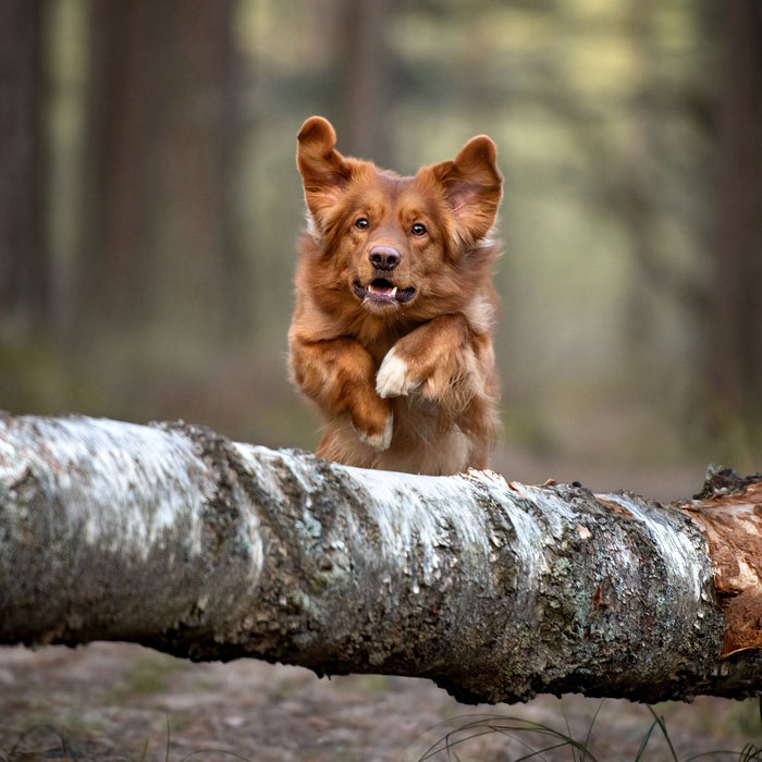 Hund springt über Baumstamm im Wald, Glasbild Quadratisch