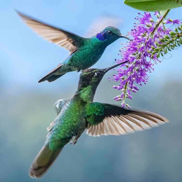 Zwei grüne Kolibris an lila Blume, Glasbild Quadratisch