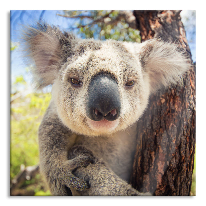 Pixxprint Neugieriger Koala am Baum Nahaufnahme, Glasbild Quadratisch