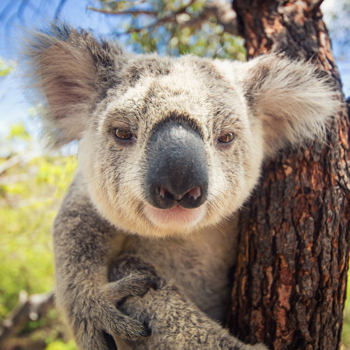 Neugieriger Koala am Baum Nahaufnahme, Glasbild Quadratisch