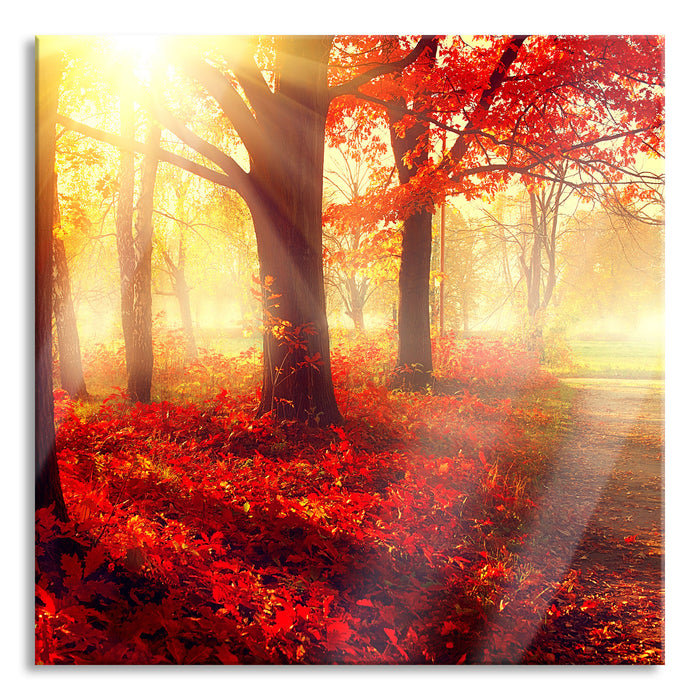 Pixxprint Sonnenstrahlen durch rote Herbstbäume, Glasbild Quadratisch