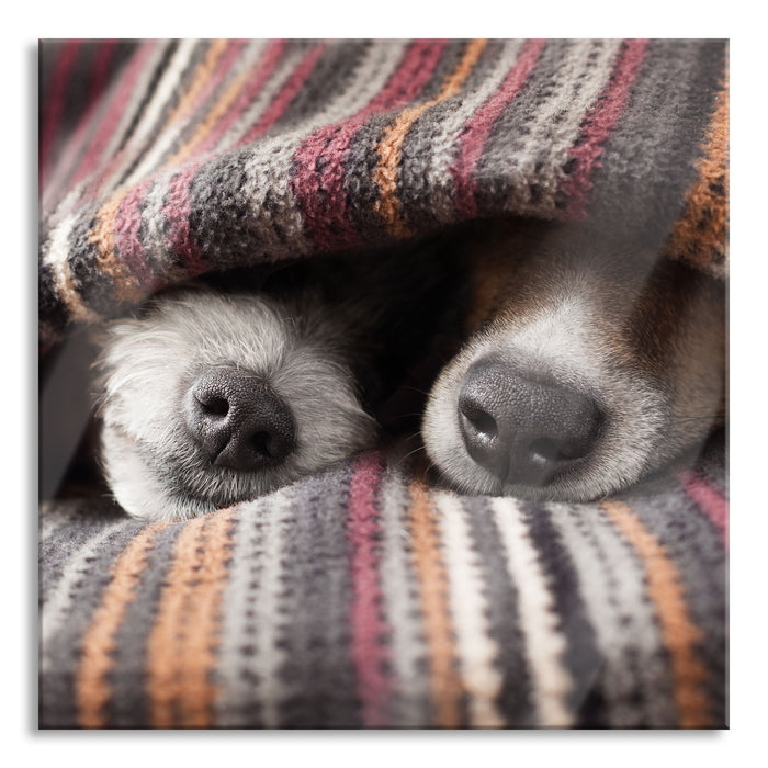 Pixxprint Hundeschnauzen unter Kuscheldecke, Glasbild Quadratisch