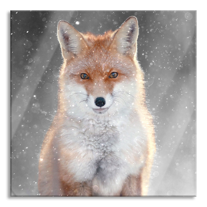 Pixxprint Roter Fuchs im Winter B&W Detail, Glasbild Quadratisch