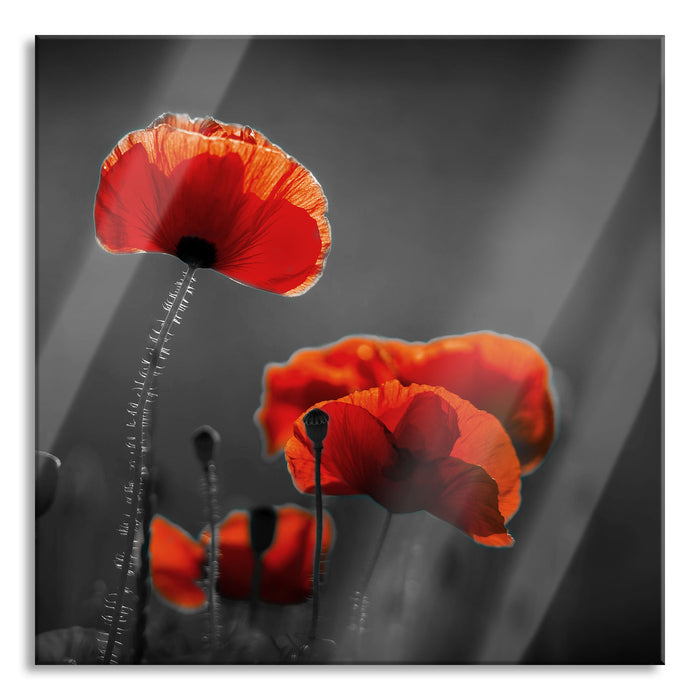 Pixxprint Mohnblumen auf einer Wiese in der Nacht B&W Detail, Glasbild Quadratisch