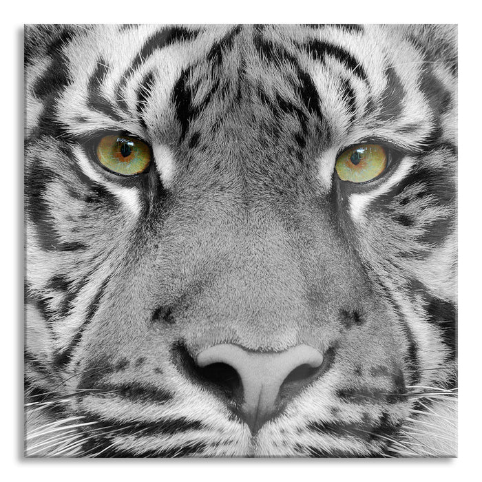 Nahaufnahme Sumatra Tiger B&W Detail, Glasbild Quadratisch