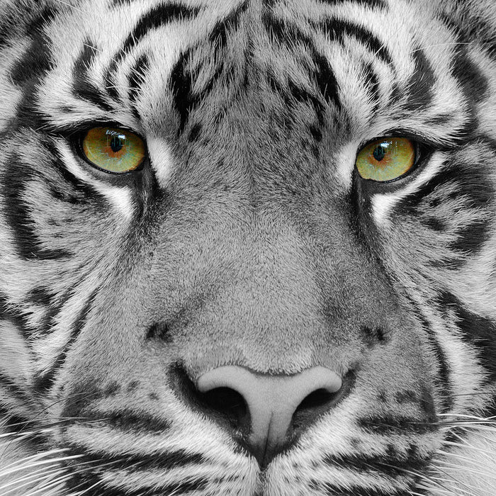 Nahaufnahme Sumatra Tiger B&W Detail, Glasbild Quadratisch