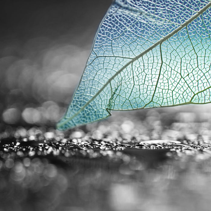 Nahaufnahme weißes Blattgerüst im Regen B&W Detail, Glasbild Quadratisch
