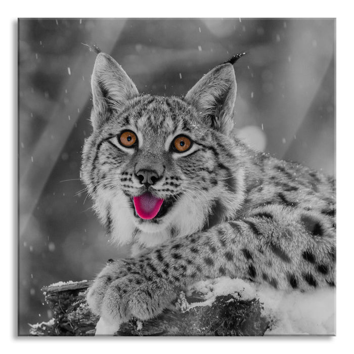 Pixxprint Luchs auf schneebedecktem Baumstumpf B&W Detail, Glasbild Quadratisch