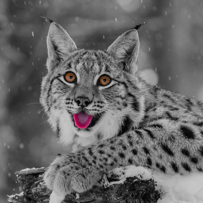 Luchs auf schneebedecktem Baumstumpf B&W Detail, Glasbild Quadratisch