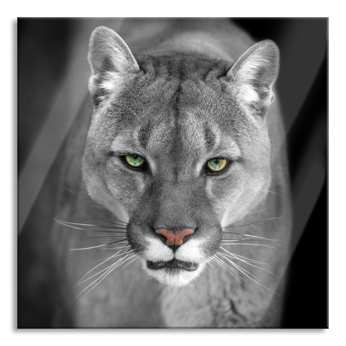 Pixxprint Bedrohlicher Puma Nahaufnahme B&W Detail, Glasbild Quadratisch
