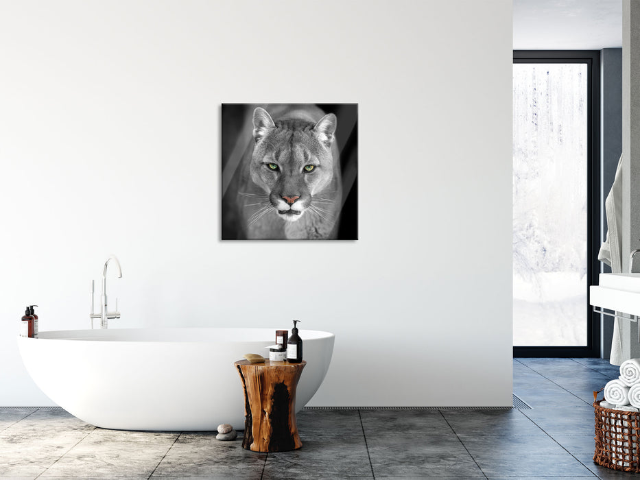 Bedrohlicher Puma Nahaufnahme B&W Detail, Glasbild Quadratisch