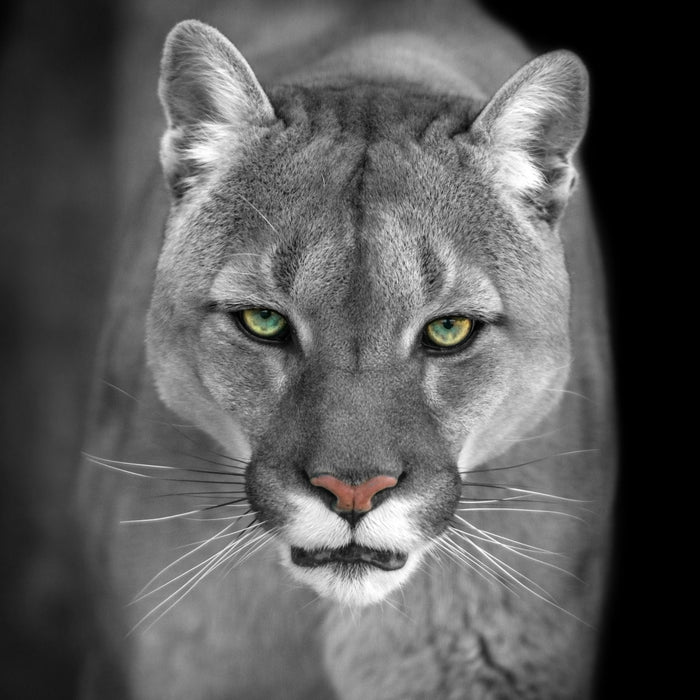Bedrohlicher Puma Nahaufnahme B&W Detail, Glasbild Quadratisch