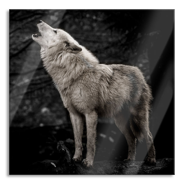 Weißer heulender Wolf im Wald B&W Detail, Glasbild Quadratisch