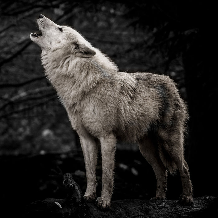 Weißer heulender Wolf im Wald B&W Detail, Glasbild Quadratisch