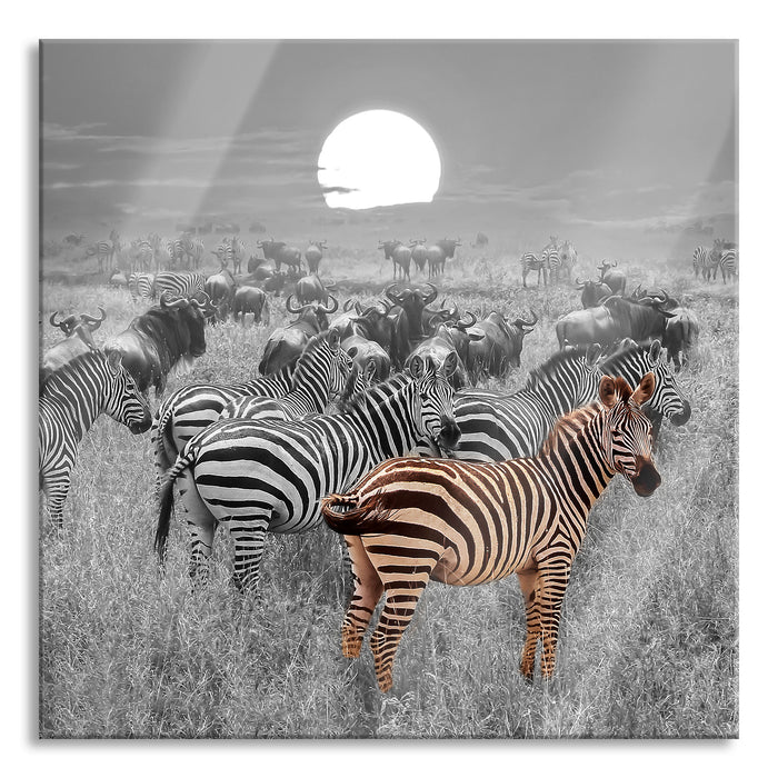 Zebraherde Savanne bei Sonnenuntergang B&W Detail, Glasbild Quadratisch