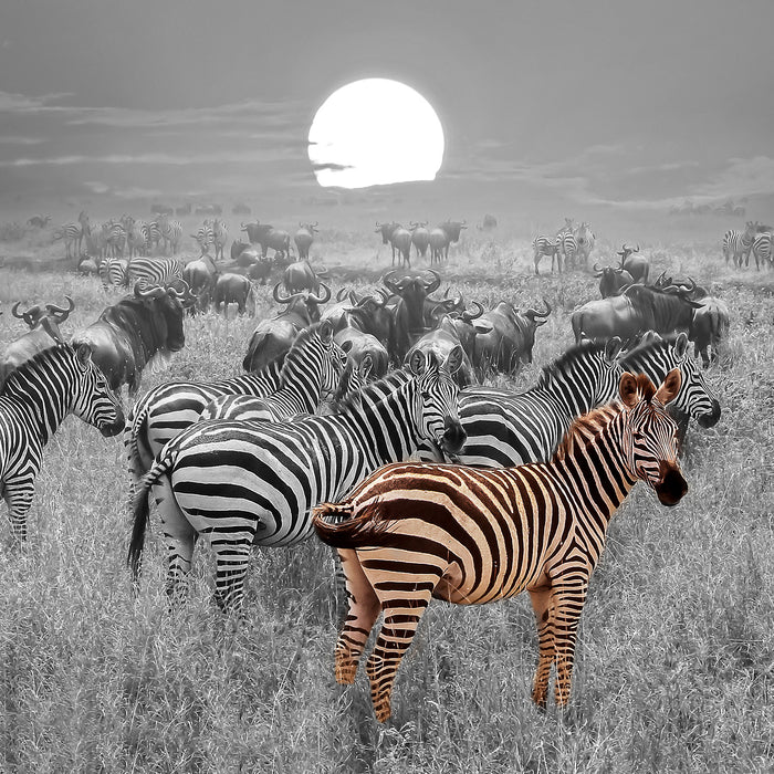 Zebraherde Savanne bei Sonnenuntergang B&W Detail, Glasbild Quadratisch