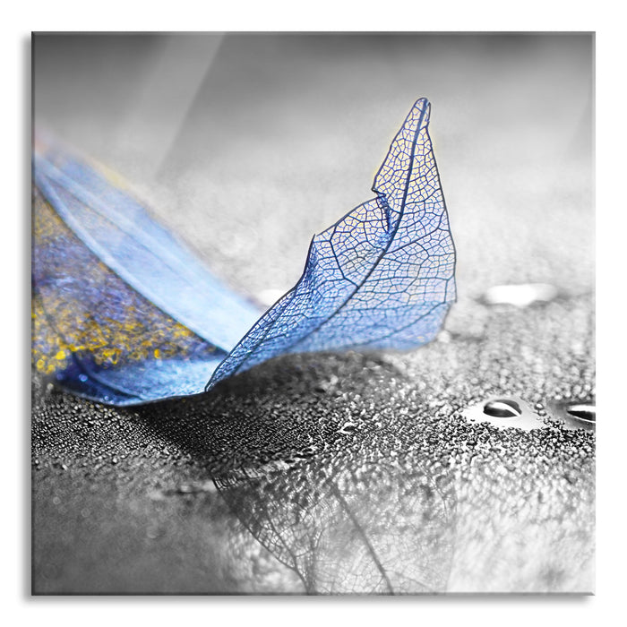 Pixxprint Nahaufnahme blaues Blattgerüst im Regen B&W Detail, Glasbild Quadratisch