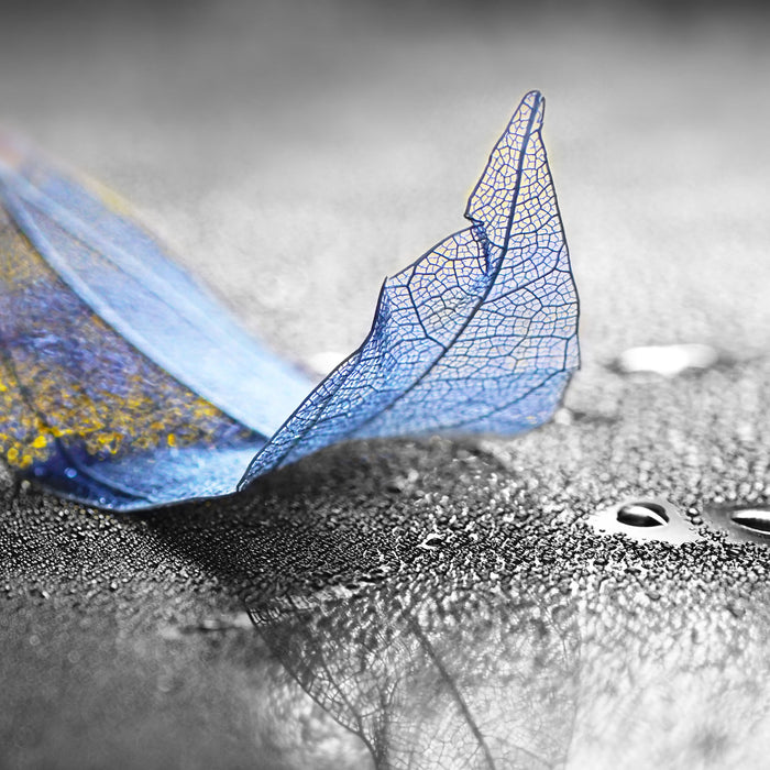 Nahaufnahme blaues Blattgerüst im Regen B&W Detail, Glasbild Quadratisch