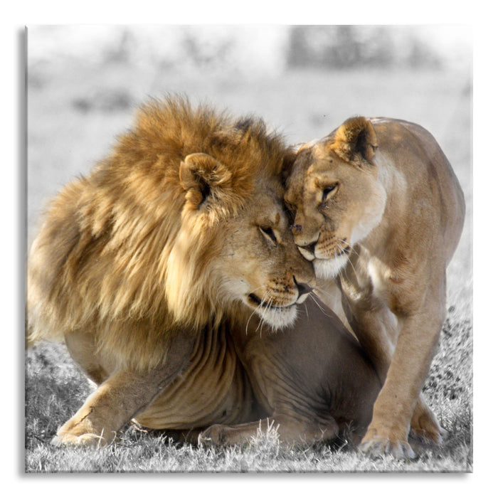 Pixxprint Schmusendes Löwenpaar in der Steppe B&W Detail, Glasbild Quadratisch