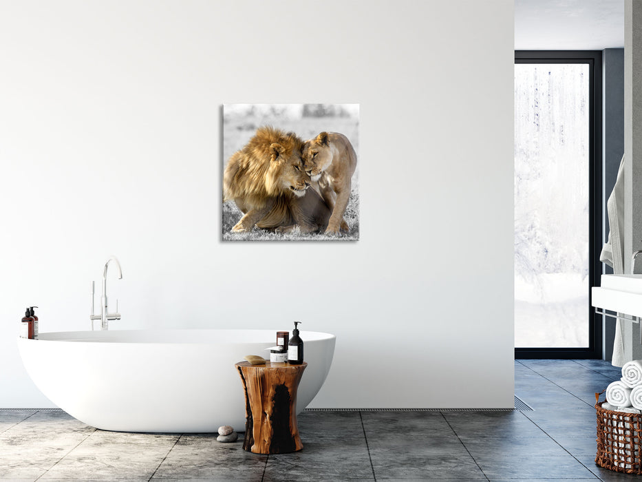 Schmusendes Löwenpaar in der Steppe B&W Detail, Glasbild Quadratisch
