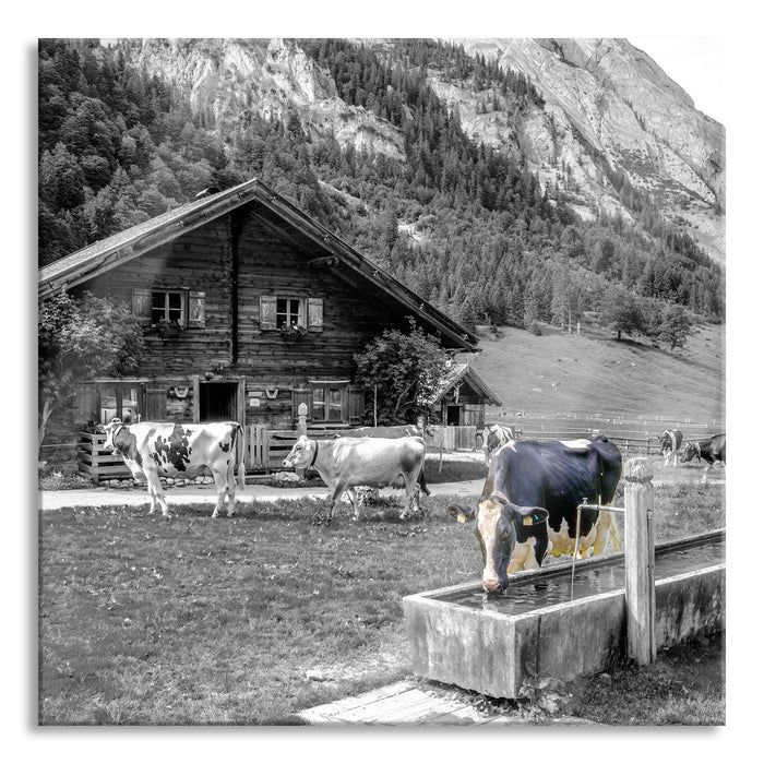 Kühe vor Blochhütte auf Albenweide B&W Detail, Glasbild Quadratisch