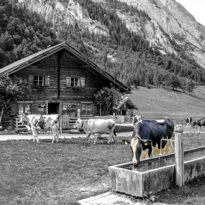 Kühe vor Blochhütte auf Albenweide B&W Detail, Glasbild Quadratisch
