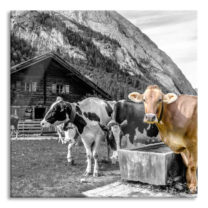 Kühe auf Almwiese am Trog B&W Detail, Glasbild Quadratisch
