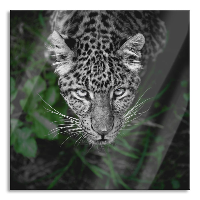 gefährlicher Panther im Wald von oben B&W Detail, Glasbild Quadratisch