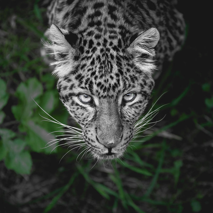 gefährlicher Panther im Wald von oben B&W Detail, Glasbild Quadratisch