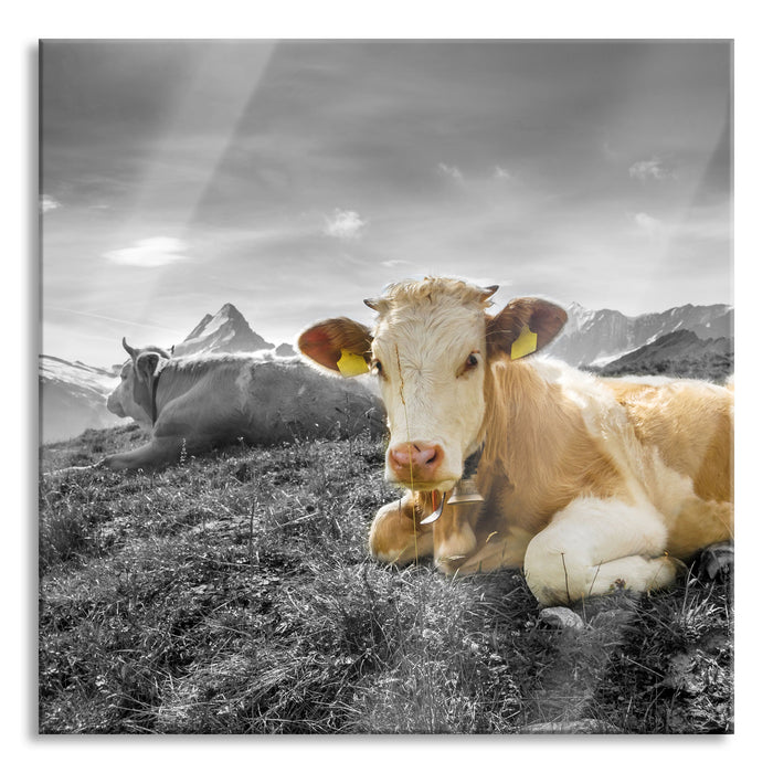 Simmentaler Kühe vor Schweizer Alpen B&W Detail, Glasbild Quadratisch