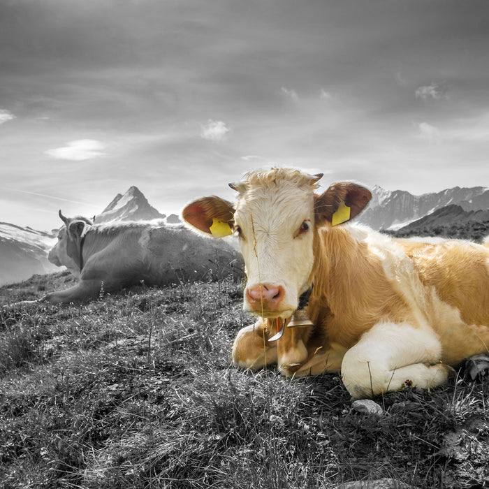 Simmentaler Kühe vor Schweizer Alpen B&W Detail, Glasbild Quadratisch