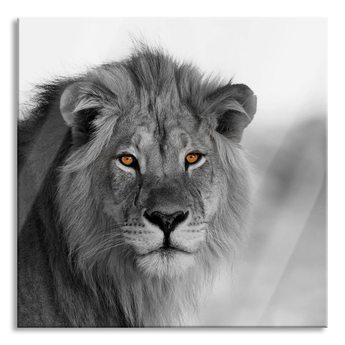 Poträt eines Löwen in der Savanne B&W Detail, Glasbild Quadratisch