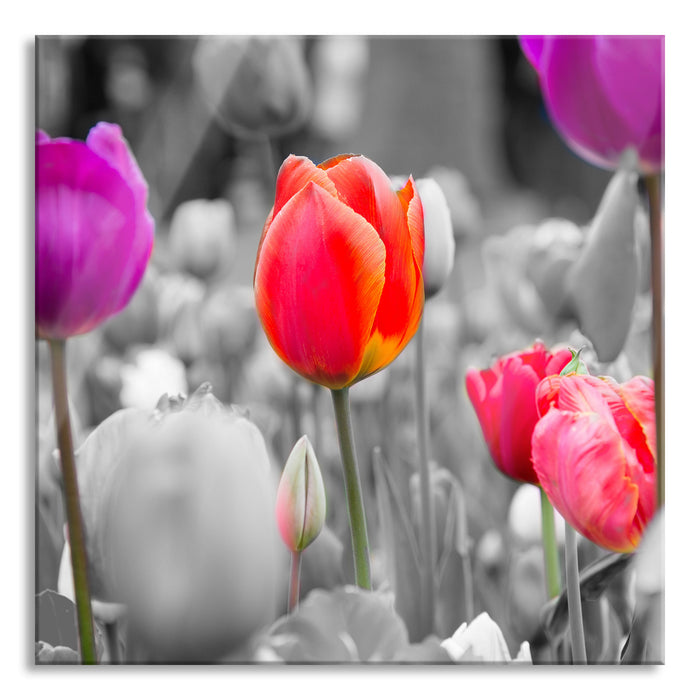 Pixxprint Bunte holländische Tulpen Nahaufnahme B&W Detail, Glasbild Quadratisch
