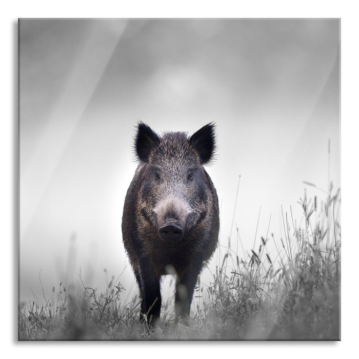 Wildschweinauf einer Wiese im Nebel B&W Detail, Glasbild Quadratisch