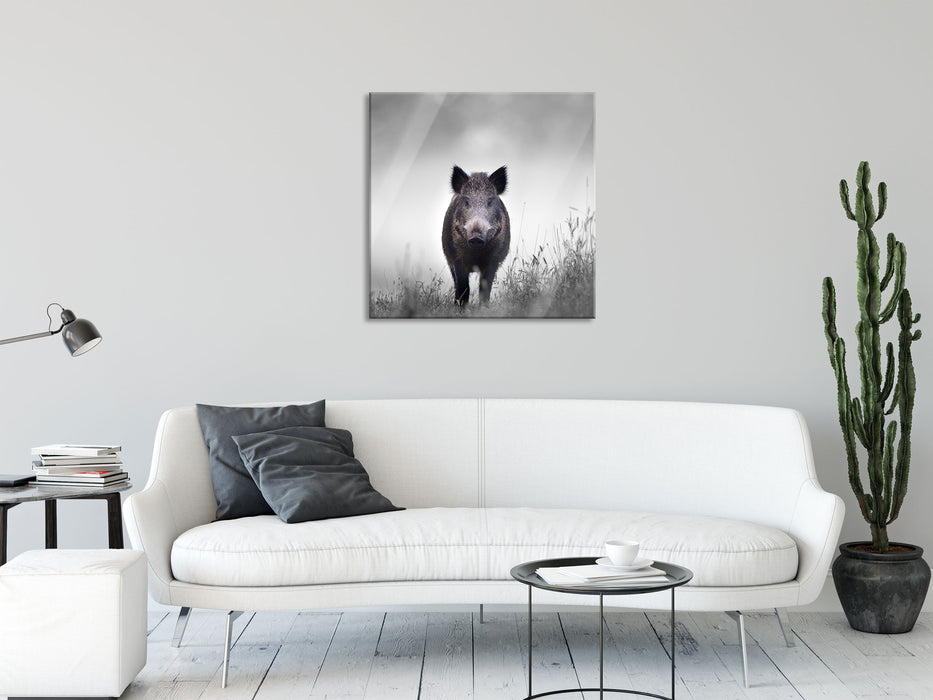 Wildschweinauf einer Wiese im Nebel B&W Detail, Glasbild Quadratisch