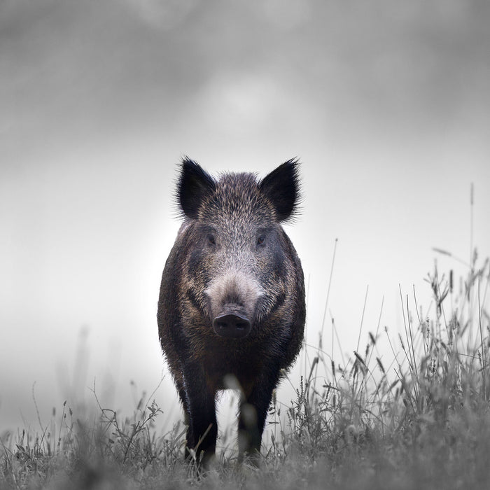 Wildschweinauf einer Wiese im Nebel B&W Detail, Glasbild Quadratisch