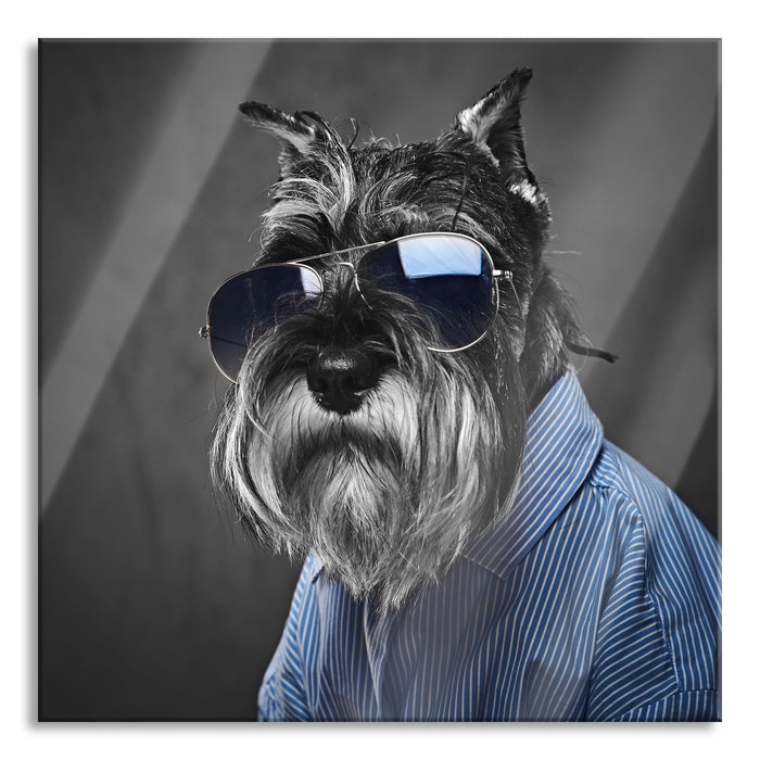 Pixxprint Lustiger Hund mit Hemd und Sonnenbrille B&W Detail, Glasbild Quadratisch