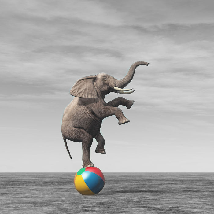 Elefant in der Wüste balanciert auf Ball B&W Detail, Glasbild Quadratisch