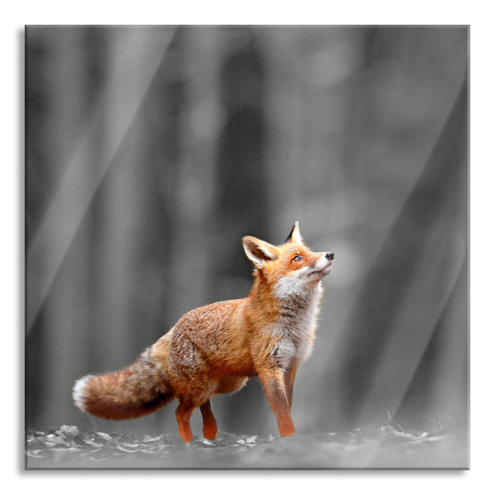 Neugieriger Fuchs im Herbstwald B&W Detail, Glasbild Quadratisch