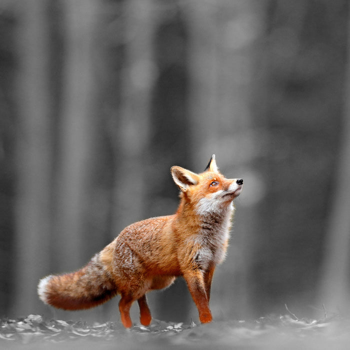 Neugieriger Fuchs im Herbstwald B&W Detail, Glasbild Quadratisch