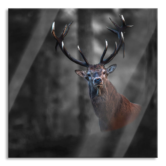 Pixxprint Hirsch im Wald schaut neugierig in die Kamera B&W Detail, Glasbild Quadratisch