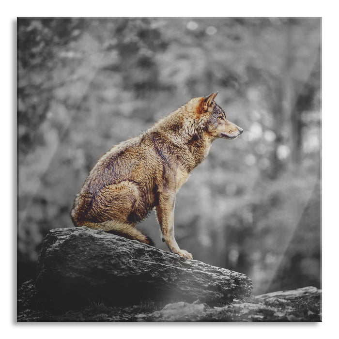 Wolf sitzt auf einem Stein im Herbstwald B&W Detail, Glasbild Quadratisch