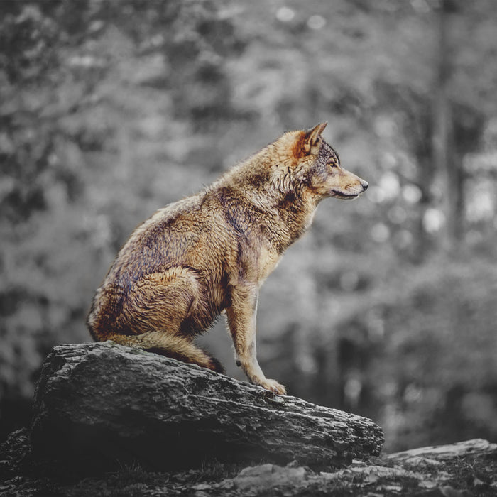 Wolf sitzt auf einem Stein im Herbstwald B&W Detail, Glasbild Quadratisch