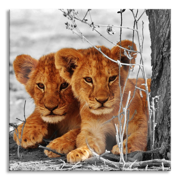 Junge Löwen im Schatten eines Baumes B&W Detail, Glasbild Quadratisch